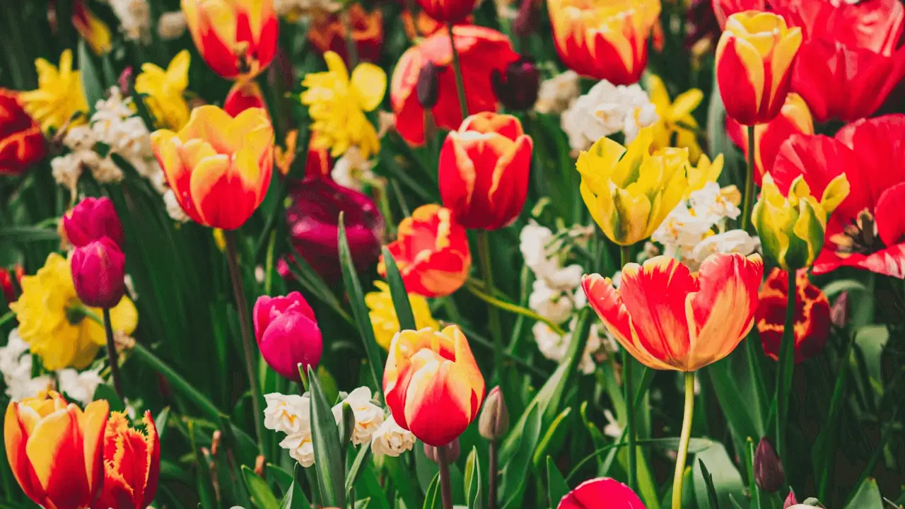 keukenhof